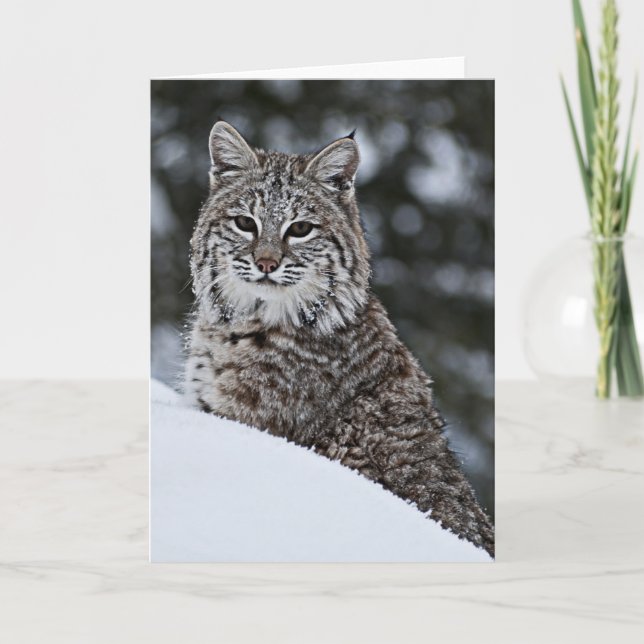Bobcat in the Snow Card (Front)