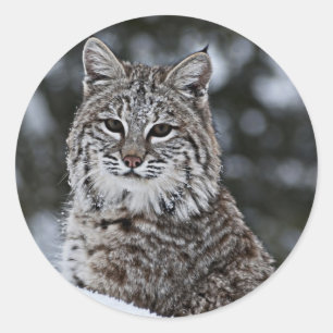 Bobcat in the Snow Classic Round Sticker