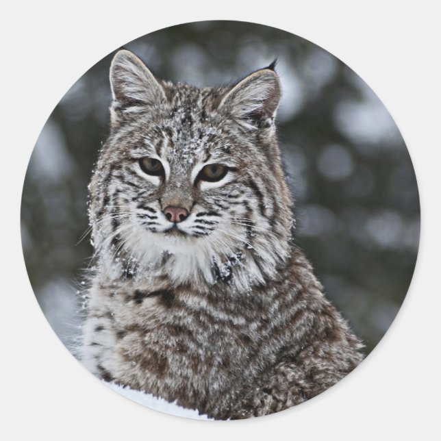 Bobcat in the Snow Classic Round Sticker (Front)
