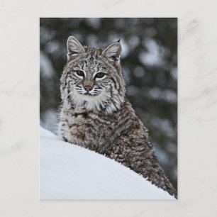 Bobcat in the Snow Postcard