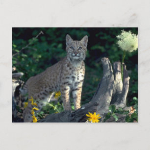 Bobcat in yellow daisies and bear grass in bloom postcard