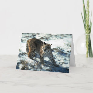 Bobcat on snow card