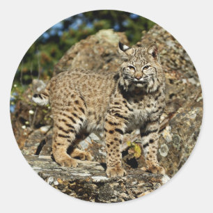 Bobcat on the Rocks Classic Round Sticker