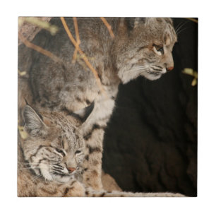 Bobcat Photo Tile
