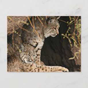 Bobcat Photos Postcard