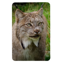 Bobcat Portrait