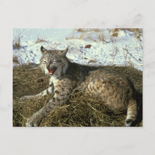 Bobcat Postcard (Front)