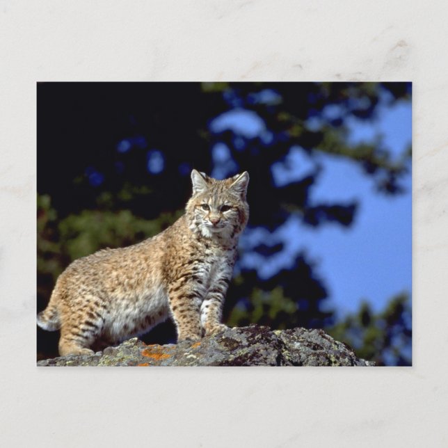 Bobcat Postcard (Front)
