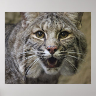 Bobcat Poster