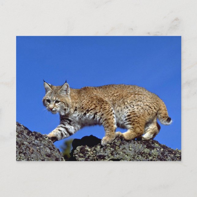 Bobcat skylined postcard (Front)