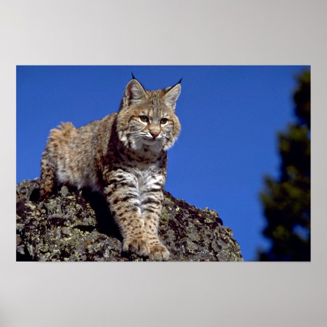 Bobcat skylined poster (Front)