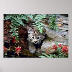 Bobcat-summer-young kitten in hollow log poster