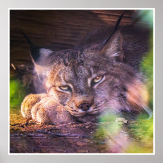 Bobcat Wall Art | Wild Cat Nature Photo Print