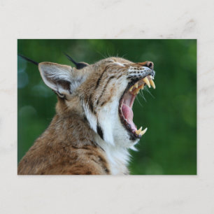 Bobcat Yawning Postcard