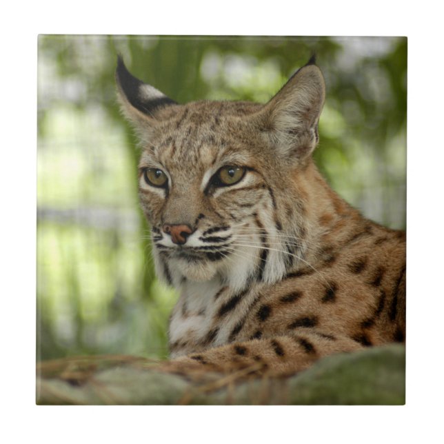 BobcatBCR032 Tile (Front)