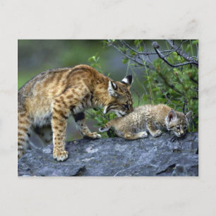 Bobcats-summer-mom with small kitten postcard