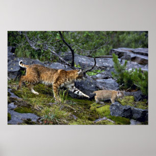 Bobcats-summer-mom with small kitten poster