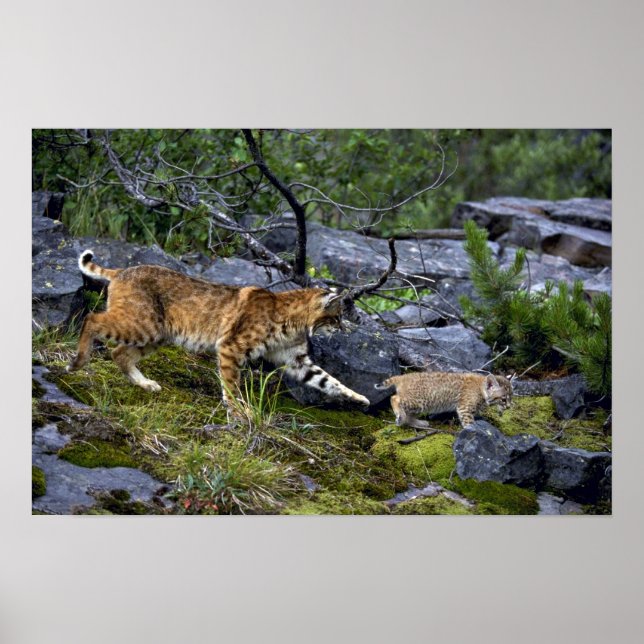 Bobcats-summer-mom with small kitten poster (Front)