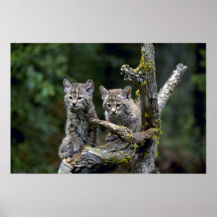 Bobcats-summer-young kittens poster