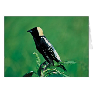 Bobolink