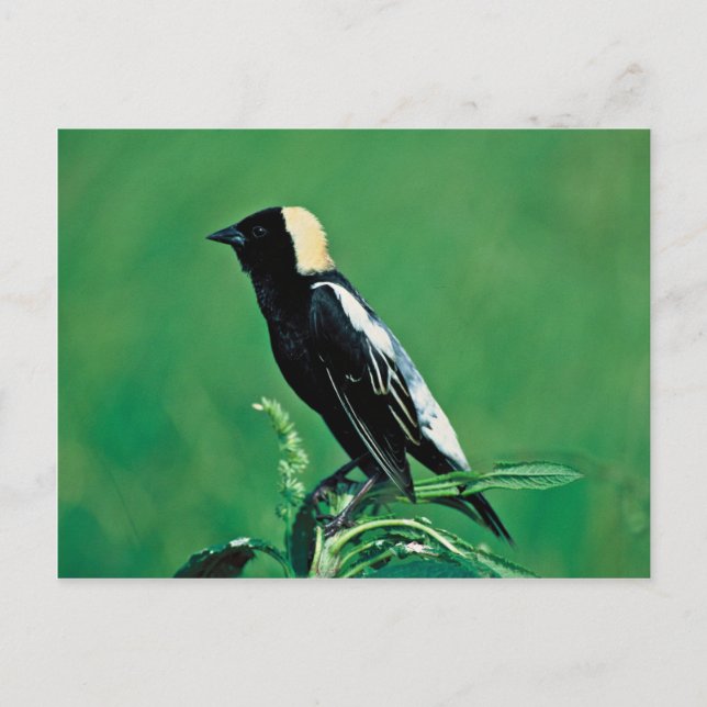 Bobolink Postcard (Front)