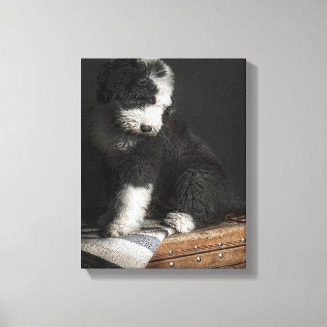 Bobtail puppy portrait in studio canvas print (Front)