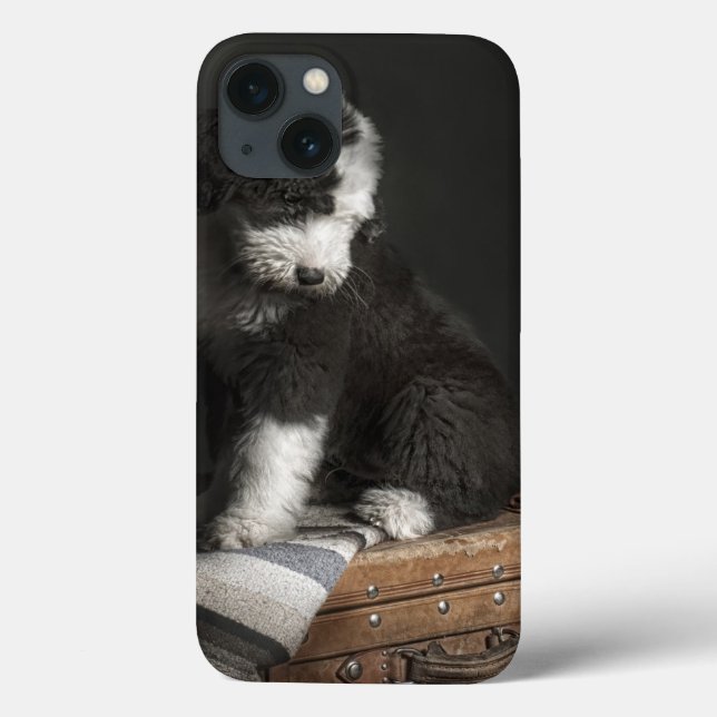 Bobtail puppy portrait in studio Case-Mate iPhone case (Back)