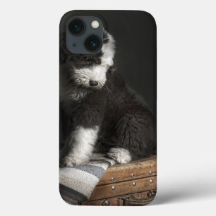 Bobtail puppy portrait in studio iPhone 13 case