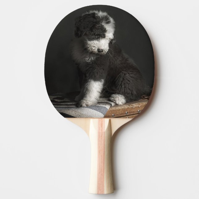 Bobtail puppy portrait in studio ping pong paddle (Front)