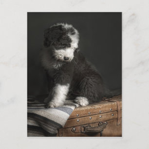 Bobtail puppy portrait in studio postcard