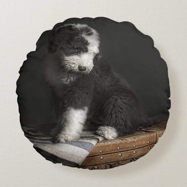 Bobtail puppy portrait in studio round pillow (Front)