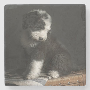 Bobtail puppy portrait in studio stone coaster