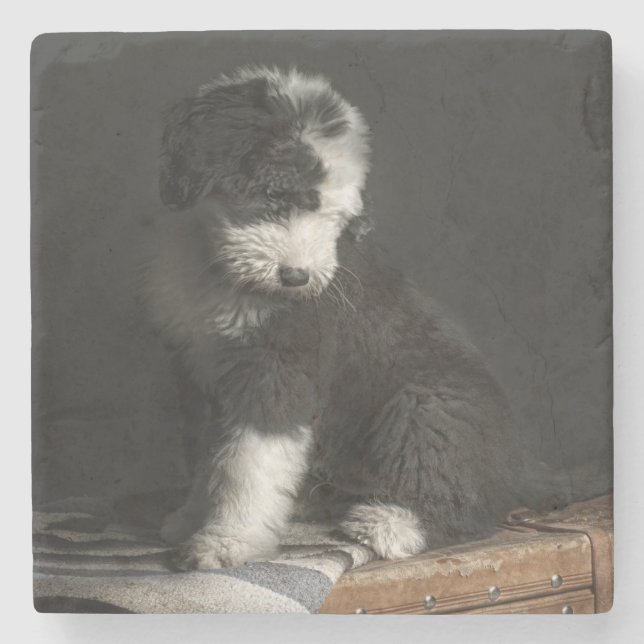 Bobtail puppy portrait in studio stone coaster (Front)