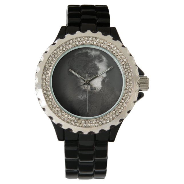 Bobtail puppy portrait in studio watch (Front)