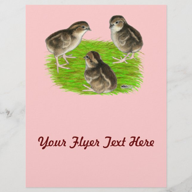 Bobwhite Quail Chicks Flyer (Front)