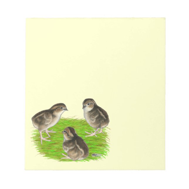 Bobwhite Quail Chicks Notepad (Front)