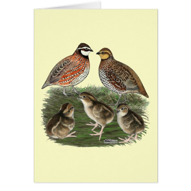 Bobwhite Quail Family (Front)