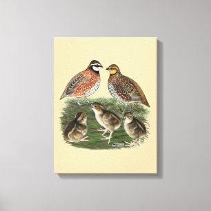 Bobwhite Quail Family Canvas Print