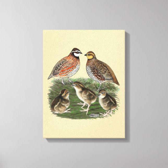 Bobwhite Quail Family Canvas Print (Front)