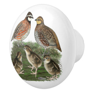 Bobwhite Quail Family Ceramic Knob