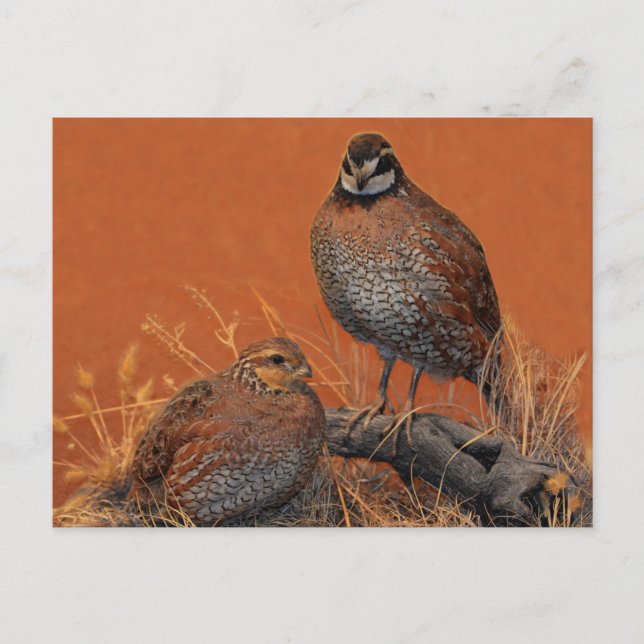 Bobwhite Quail (Georgia, Missouri and Tennessee) Postcard (Front)