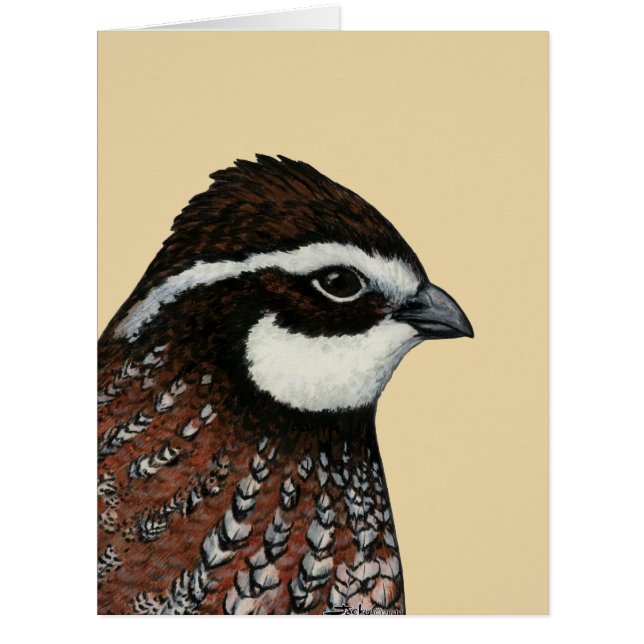 Bobwhite Quail Head (Devant)