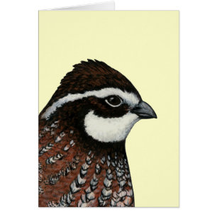 Bobwhite Quail Head