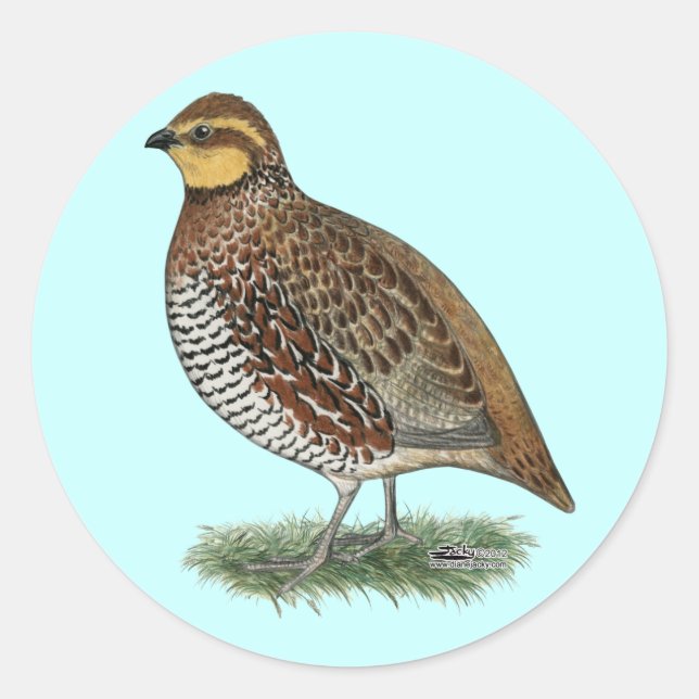 Bobwhite Quail Hen Classic Round Sticker (Front)
