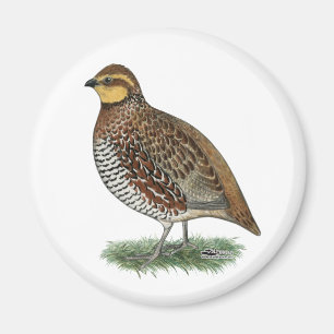 Bobwhite Quail Hen Magnet