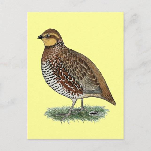 Bobwhite Quail Hen Postcard (Front)