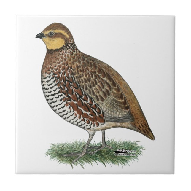 Bobwhite Quail Hen Tile (Front)