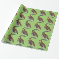 Bobwhite Quail Hen