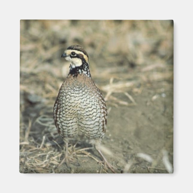 Bobwhite Quail Magnet (Front)