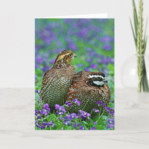 Bobwhite Quail Photograph Card